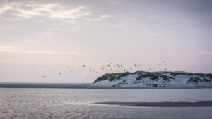 img_regiomaris_amrum_küste_vögel