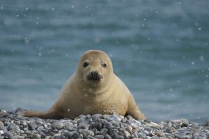 img_regiomaris_helgoland_robbe