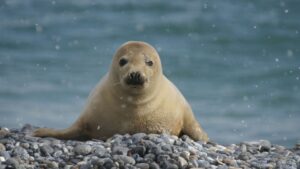 img_regiomaris_helgoland_robbe