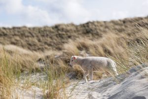 img_regiomaris_sylt_lamm